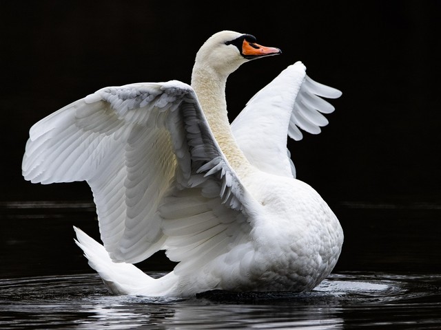 Ausstellung "Mythos Schwan. Facetten eines sagenumwobenen Vogels"