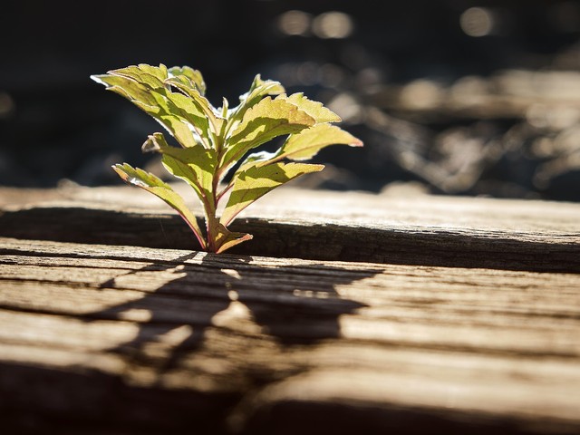 Workshop: Resilienz stärken im Ehrenamt